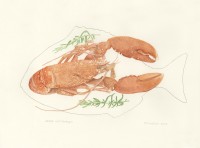 Lobster-card©TrishaHayman