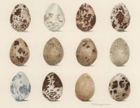 Trisha-Hayman-Eggs