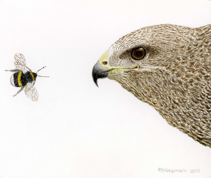 Honey-Buzzard-©Trisha-Hayman