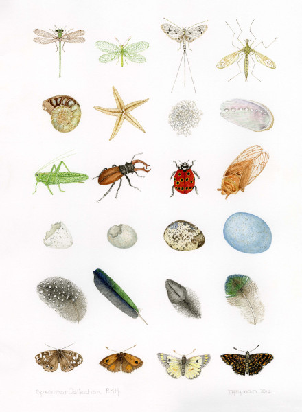 Specimens-2-©Trisha-Hayman