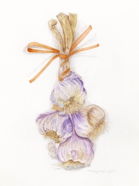 Trisha-Hayman-Garlic-bunch