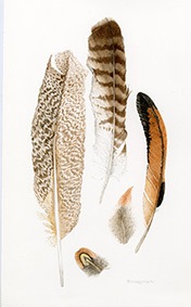 Trisha-Hayman-Lyme-Regis-Feathers