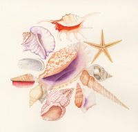 Trisha Hayman Shells