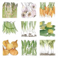 Trisha Hayman Veggies